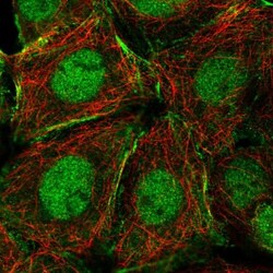 NCOA5 Antibody, Novus Biologicals 25 &mu;L; Unlabeled:Antibodies, Polyclonal